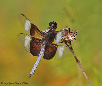 Libellula luctuosa, male